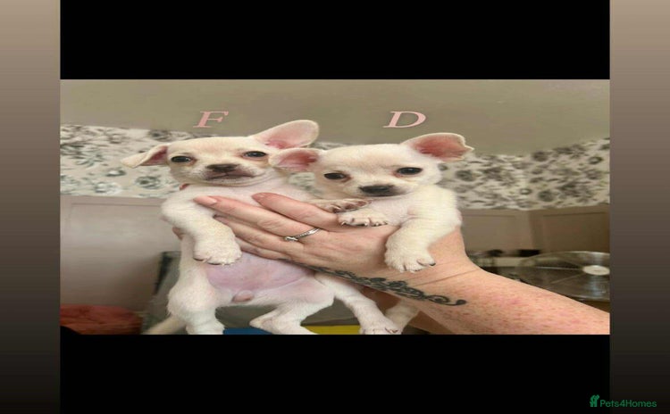 Chorkie dogs - Advert 1