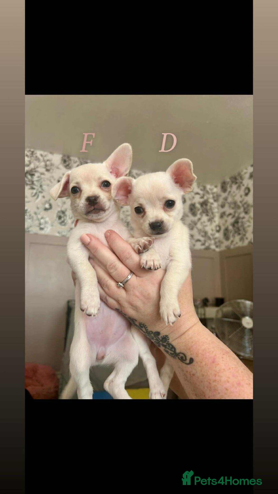 Chorkie dogs for sale: 3 beautiful white girls waiting for perfect homes - Image 5