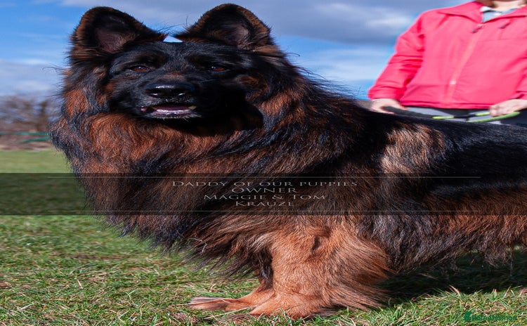 German Shepherd dogs - Advert 1