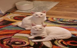 Siamese cats for sale: Flame point siamese  - Advert 11