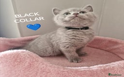 British Shorthair cats for sale: 8 Pedigree British Shorthair Kittens Blue Lilac  - Image 11