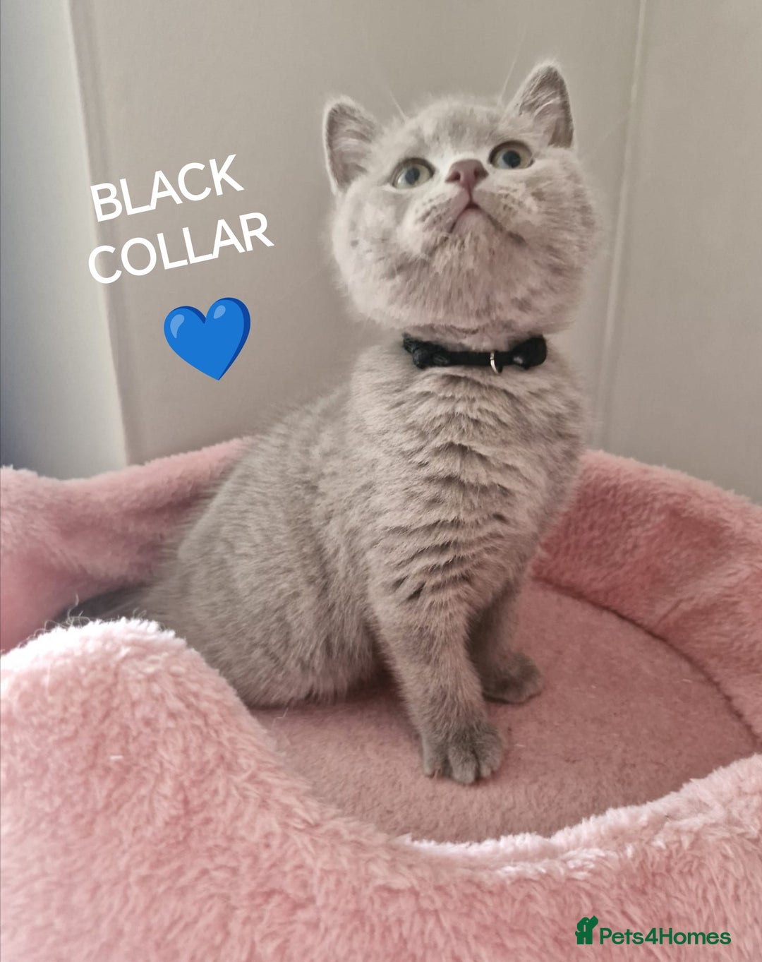 British Shorthair cats for sale: 8 Pedigree British Shorthair Kittens Blue Lilac  - Image 11