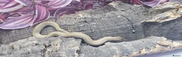 Snake reptiles for sale: Western hognose babies mixed sexes & morphs £160ea - Advert 3