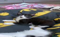 Mixed Breed cats for sale: Three beautiful kittens  - Image 4