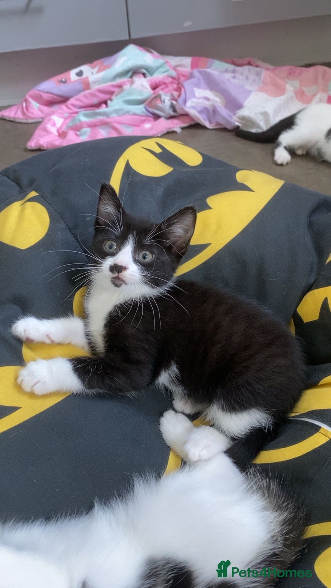 Mixed Breed cats for sale: Three beautiful kittens  - Image 4
