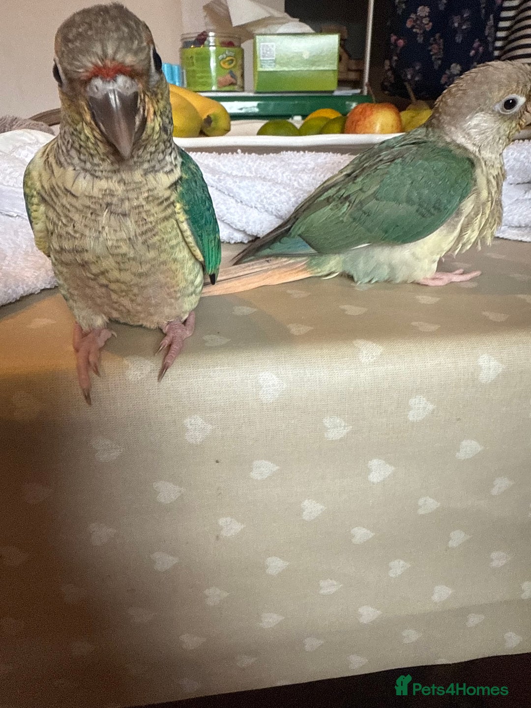 Conures birds for sale: Hand reared baby conures for sale - Image 3