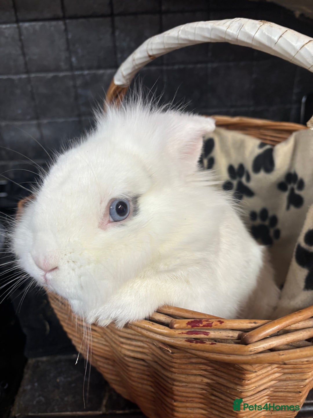 Lionhead rabbits for sale: Lionhead x rabbits for sale  - Advert 12