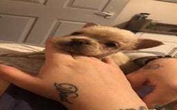 French Bulldog dogs for sale: Fluffy French bulldog puppies - Image 6