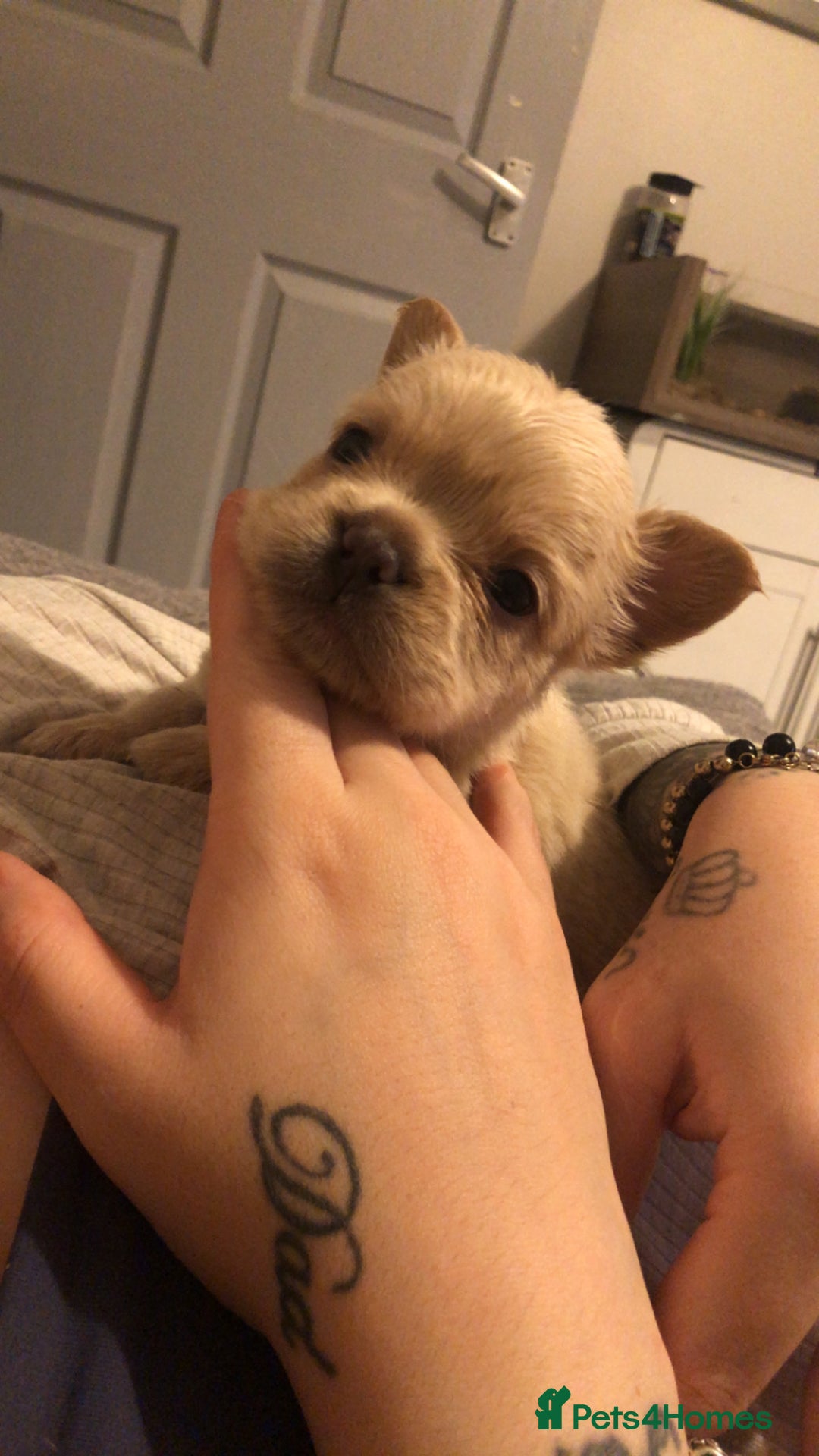 French Bulldog dogs for sale: Fluffy French bulldog puppies - Image 6