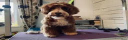 Goldendoodle dogs for stud: Tuxedo Australian Double Doodle - Advert 10