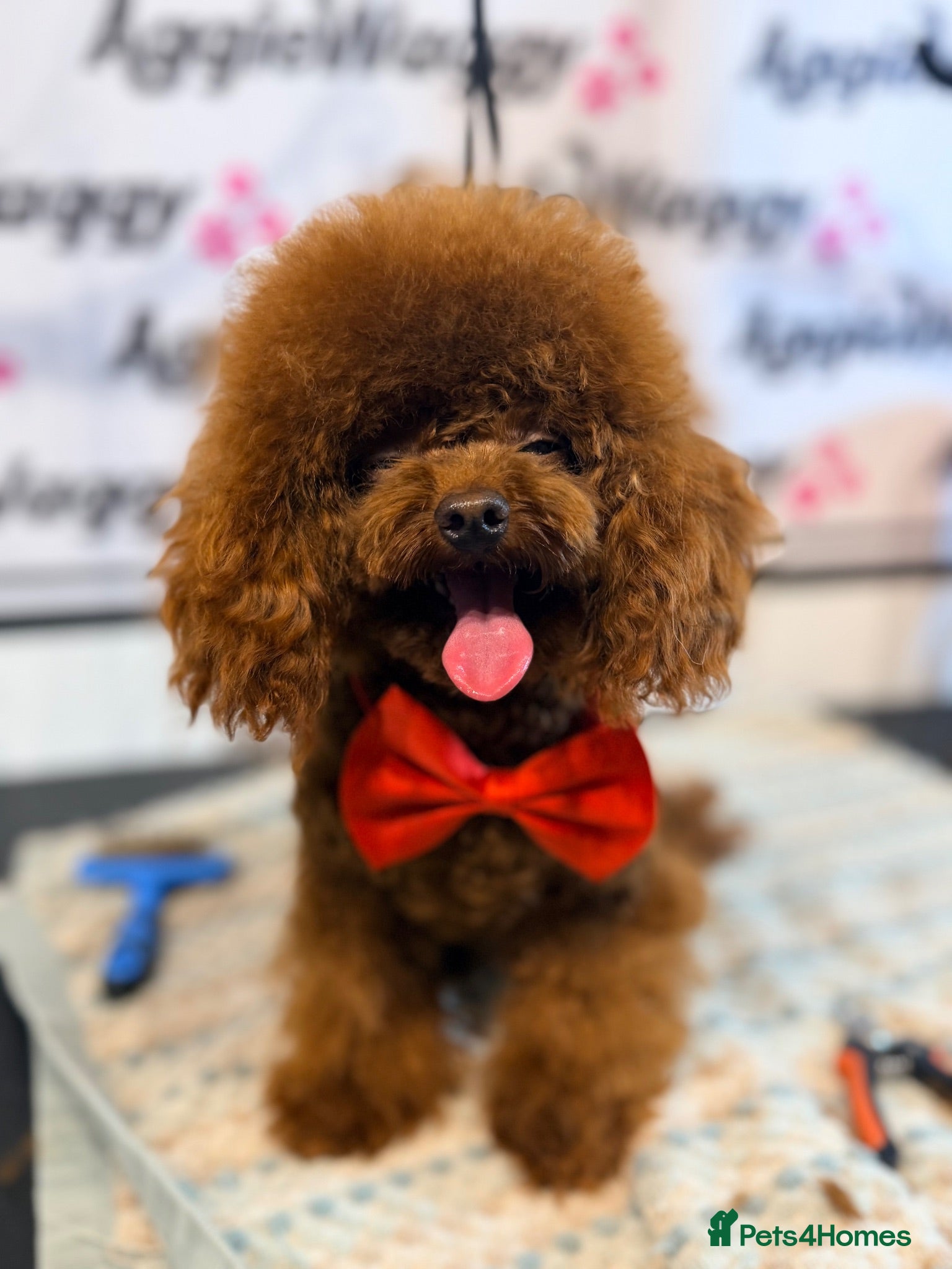 Toy Poodle dogs Deep Red Asian Toy Poodle Stud - Advert 15