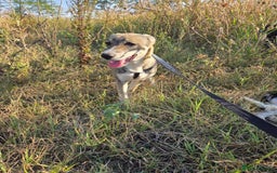 Mixed Breed dogs for adoption: ROXANA - a Sweet & young Girl - for a Loving Home - Advert 4