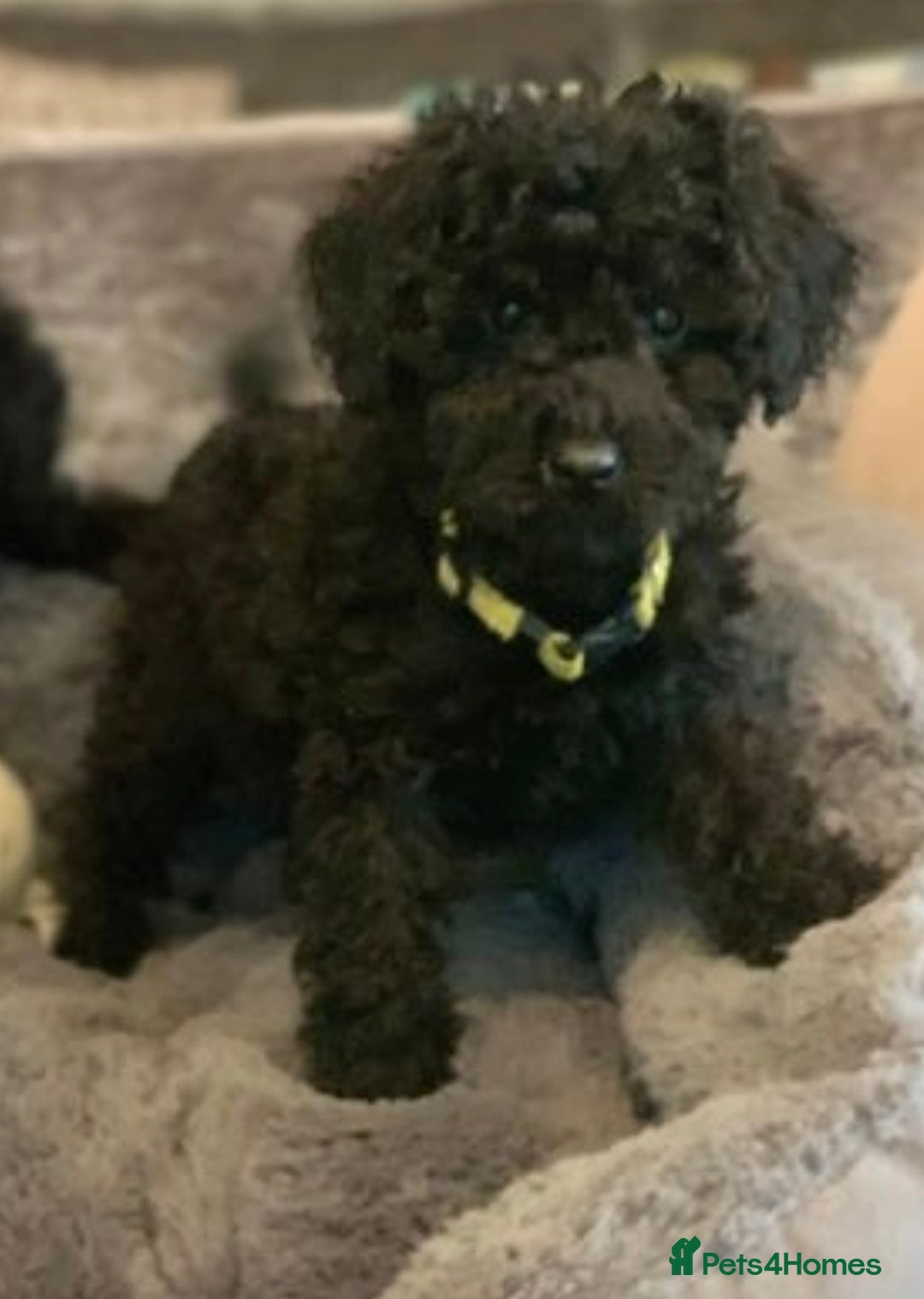 Toy Poodle dogs for sale: Toy poodle looking for a loving home - Image 1