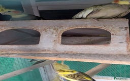 Cockatiels birds for sale: 3 cocketiels for sale - Image 11