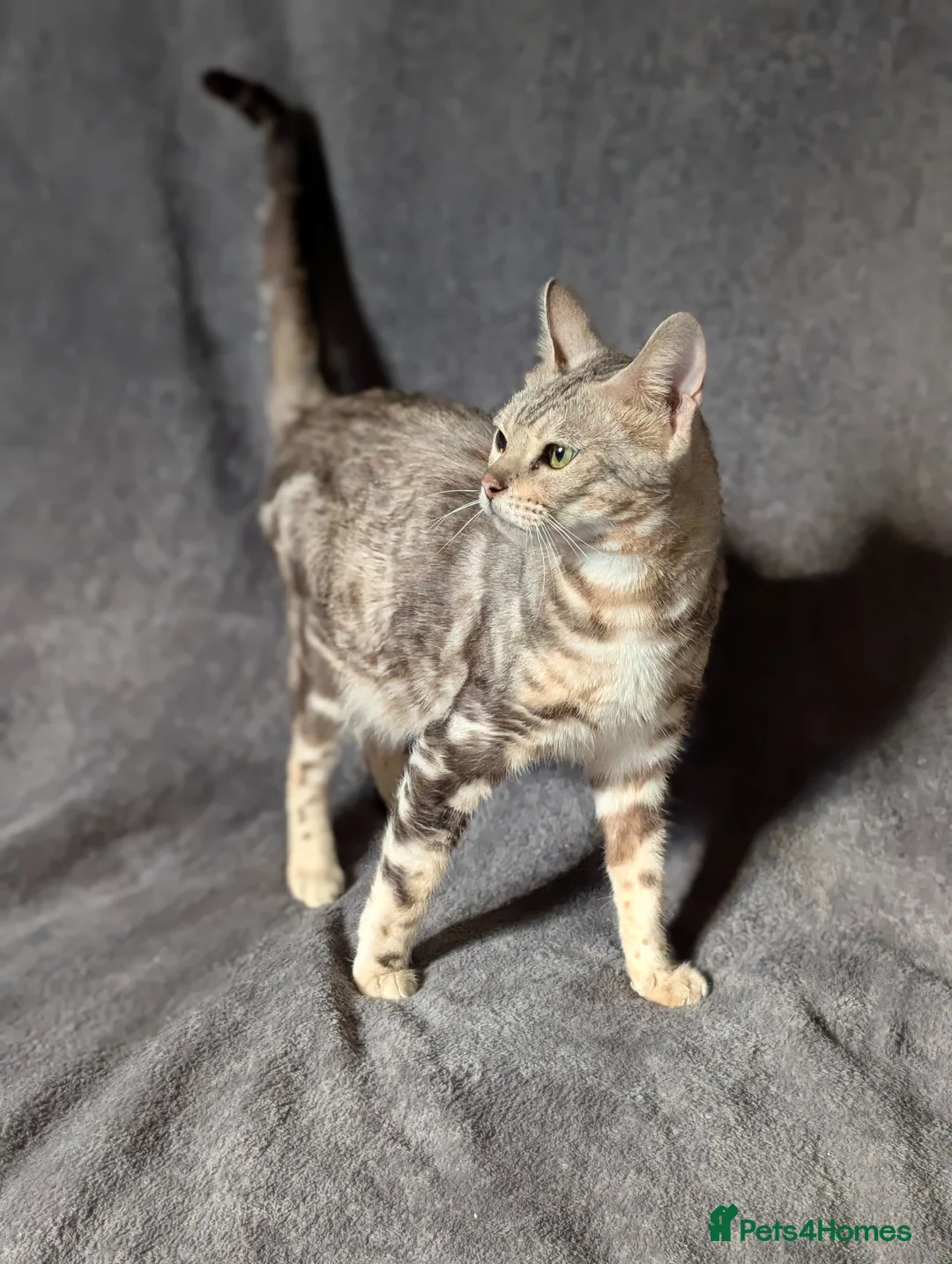 Bengal cats for sale: Gorgeous Pedigree Bengal Kitten - Advert 3