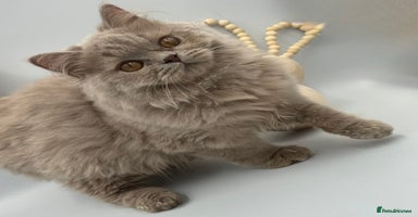 British Shorthair cats - Advert 13