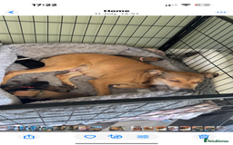 Mixed Breed dogs for sale: Staffordshire bull terrier cross whippets - Image 11