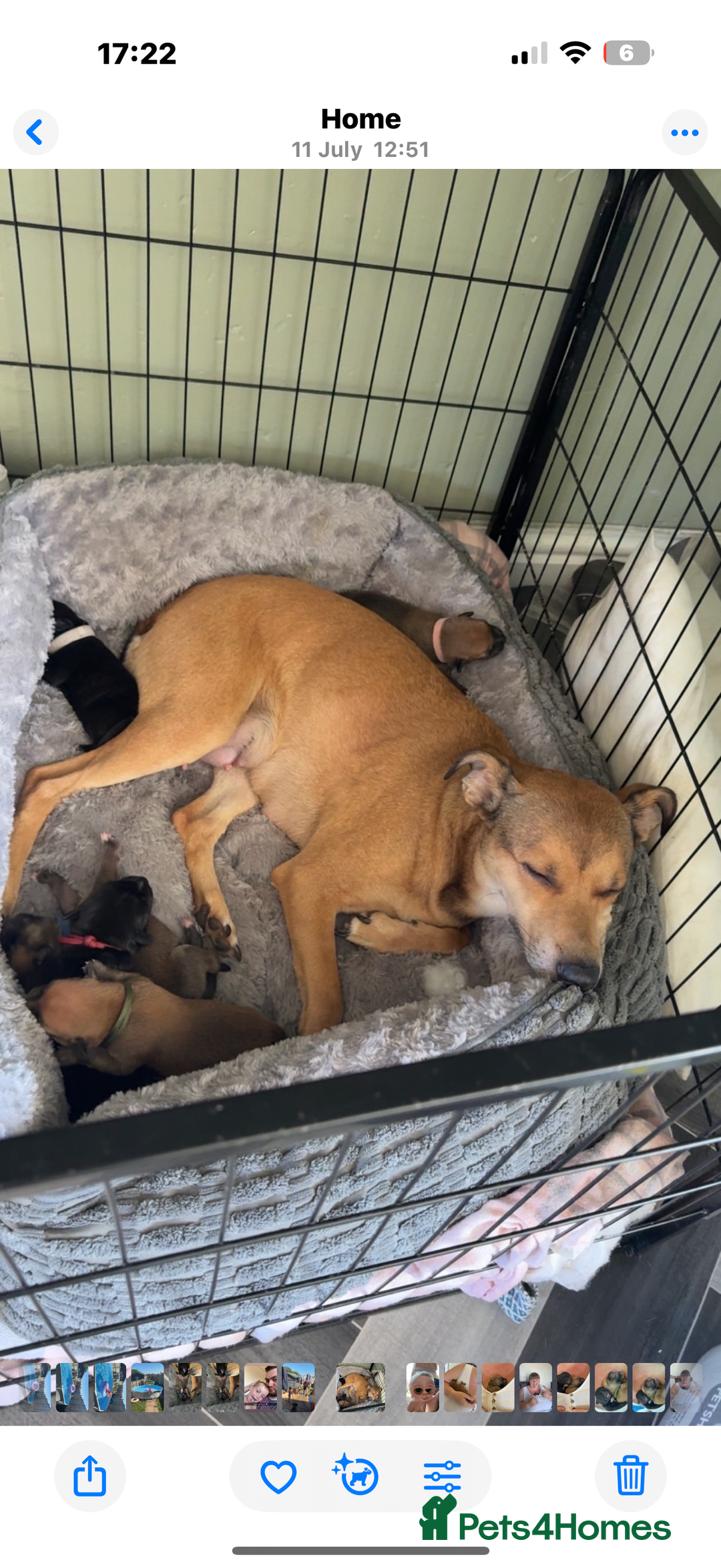 Mixed Breed dogs for sale: Staffordshire bull terrier cross whippets - Image 11