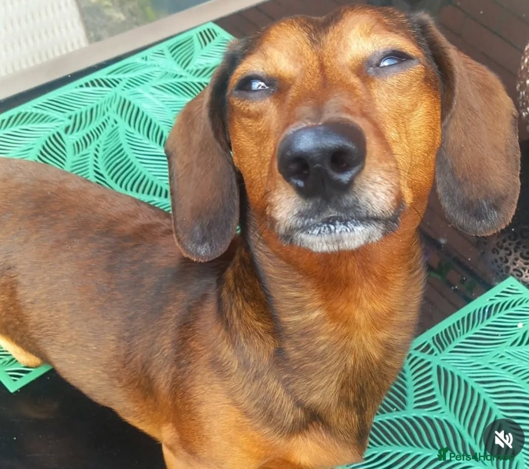 Dachshund dogs for stud: VINNY  - Image 3
