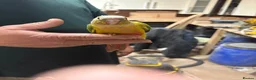 Conures birds for sale: Hand tame pineapple Conure - Advert 4
