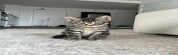 British Shorthair cats for sale: Tabby Kittens | 3 Available  in London - Advert 17