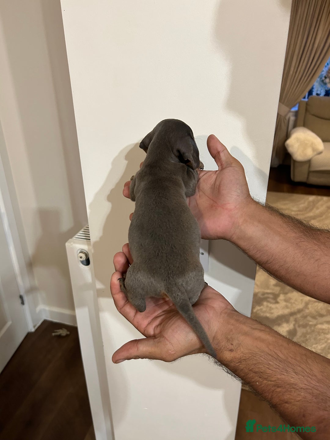 Miniature Dachshund dogs for sale: Miniature dachshunds  - Image 9