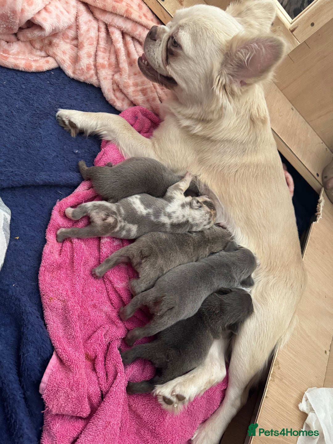 French Bulldog dogs for sale: French bull dog  - Image 1