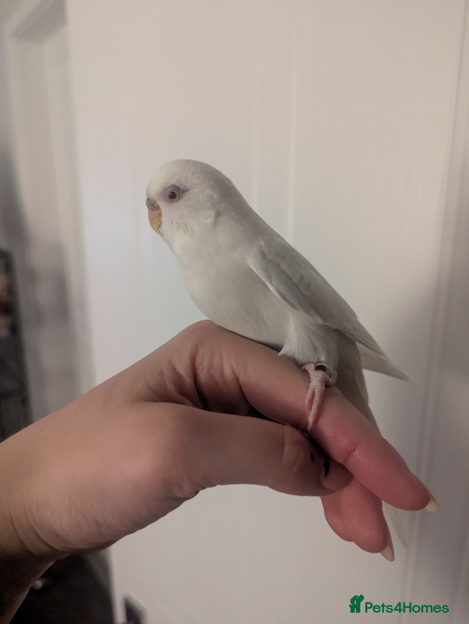 Budgerigars birds Beautiful and gentle girl looking for new home - Advert 2