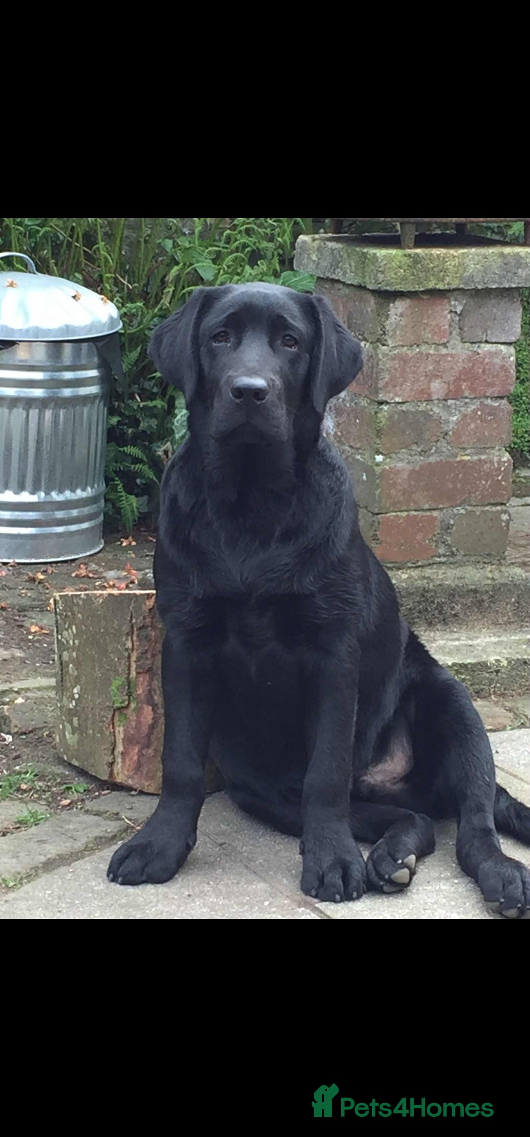 Labrador Retriever dogs for sale: Beautiful KC Show Line Labrador Puppys  - Advert 3