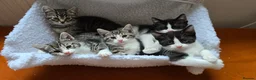 Mixed Breed cats for sale: Very playful,  healthy and happy kittens - Advert 3