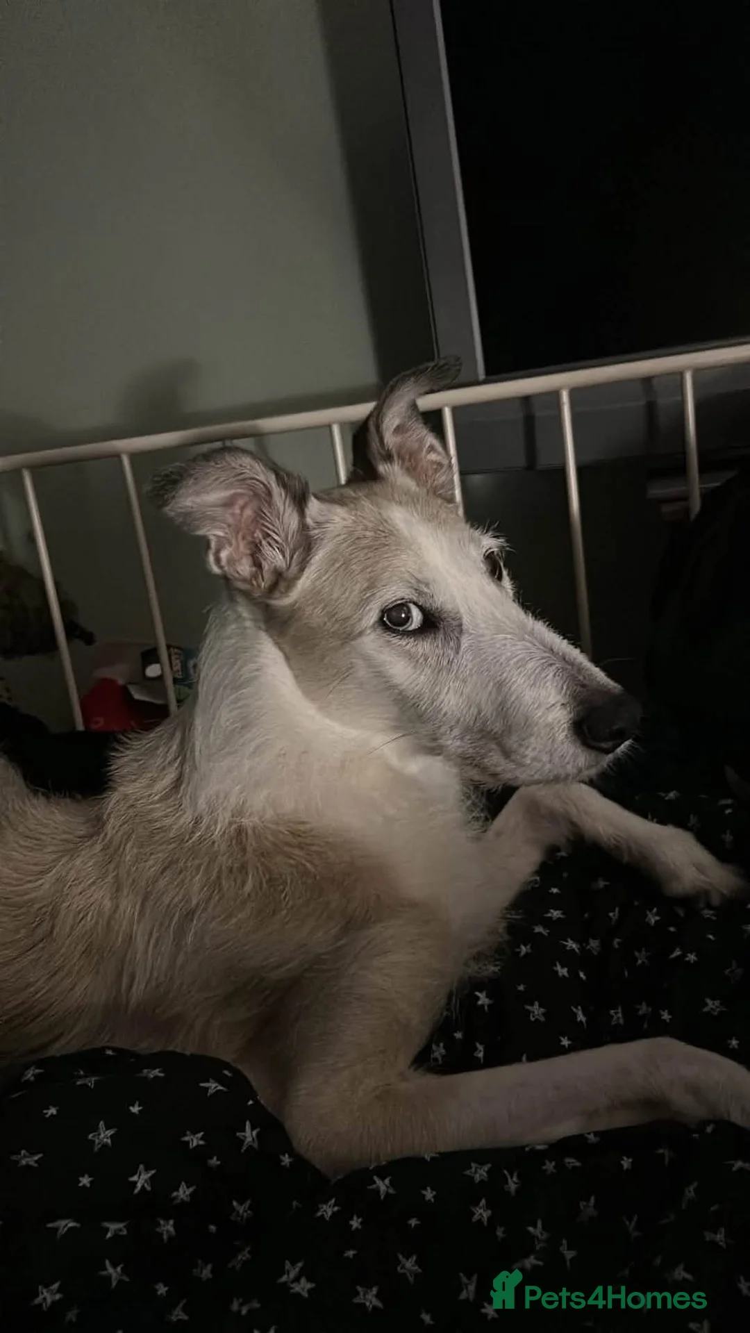 Lurcher dogs for sale: Sammy elderly lurcher  in Bristol - Advert 5