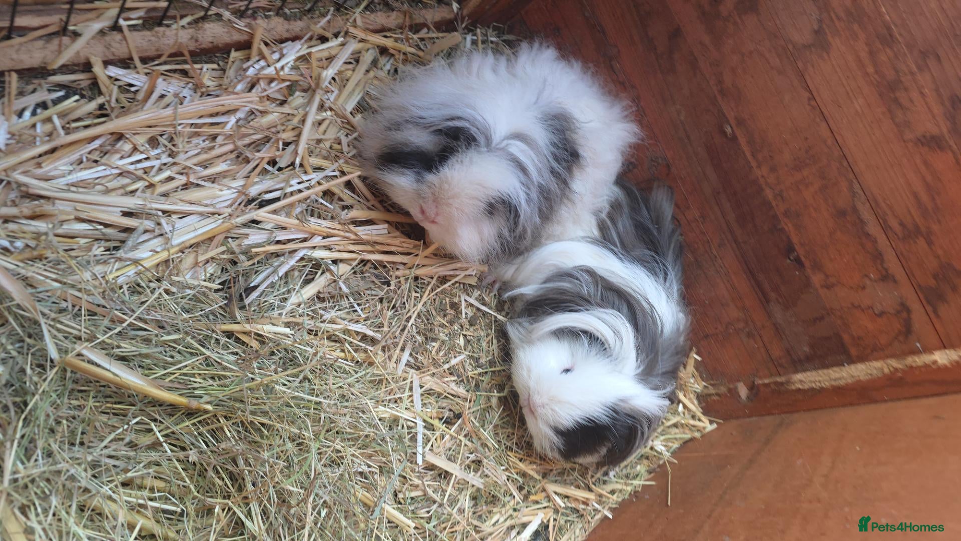 Guinea Pig rodents Baby guinepigs and adult  - Advert 2