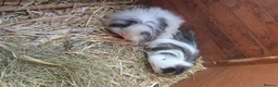 Guinea Pig rodents for sale: Baby guinepigs and adult  - Advert 2