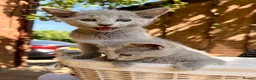 Russian Blue cats for sale: 🐾Champion Line TICA Russian Blue Kittens 🐾 - Advert 11