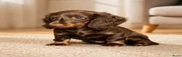 Dachshund dogs for sale: Gorgeous long haired miniature dachshund puppies  - Advert 11