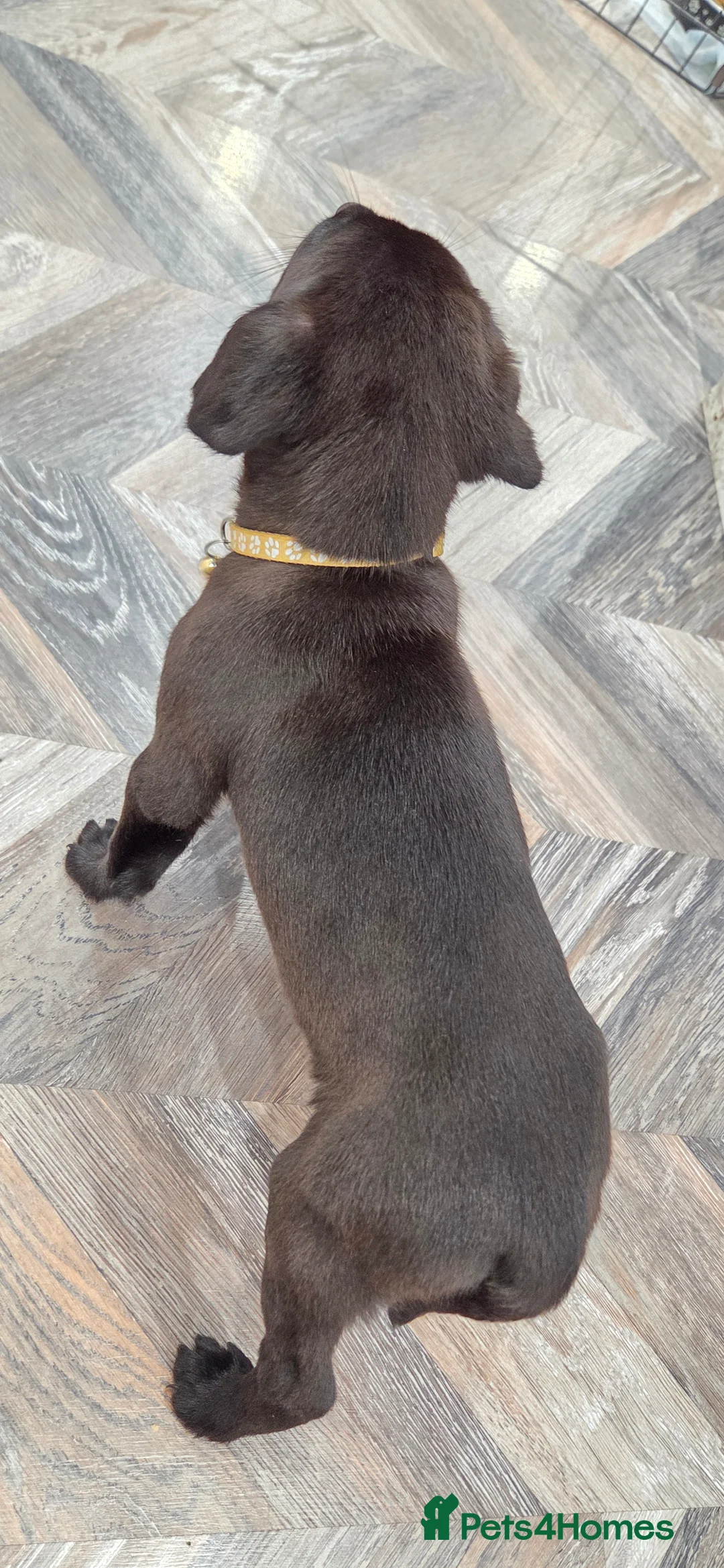Labrador Retriever dogs for sale: GORGEOUS Dark Chocolate Labrador  - Advert 5