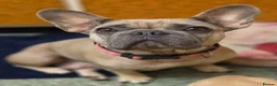 French Bulldog dogs for sale: Ready now French bull dog puppys male and female  - Advert 7