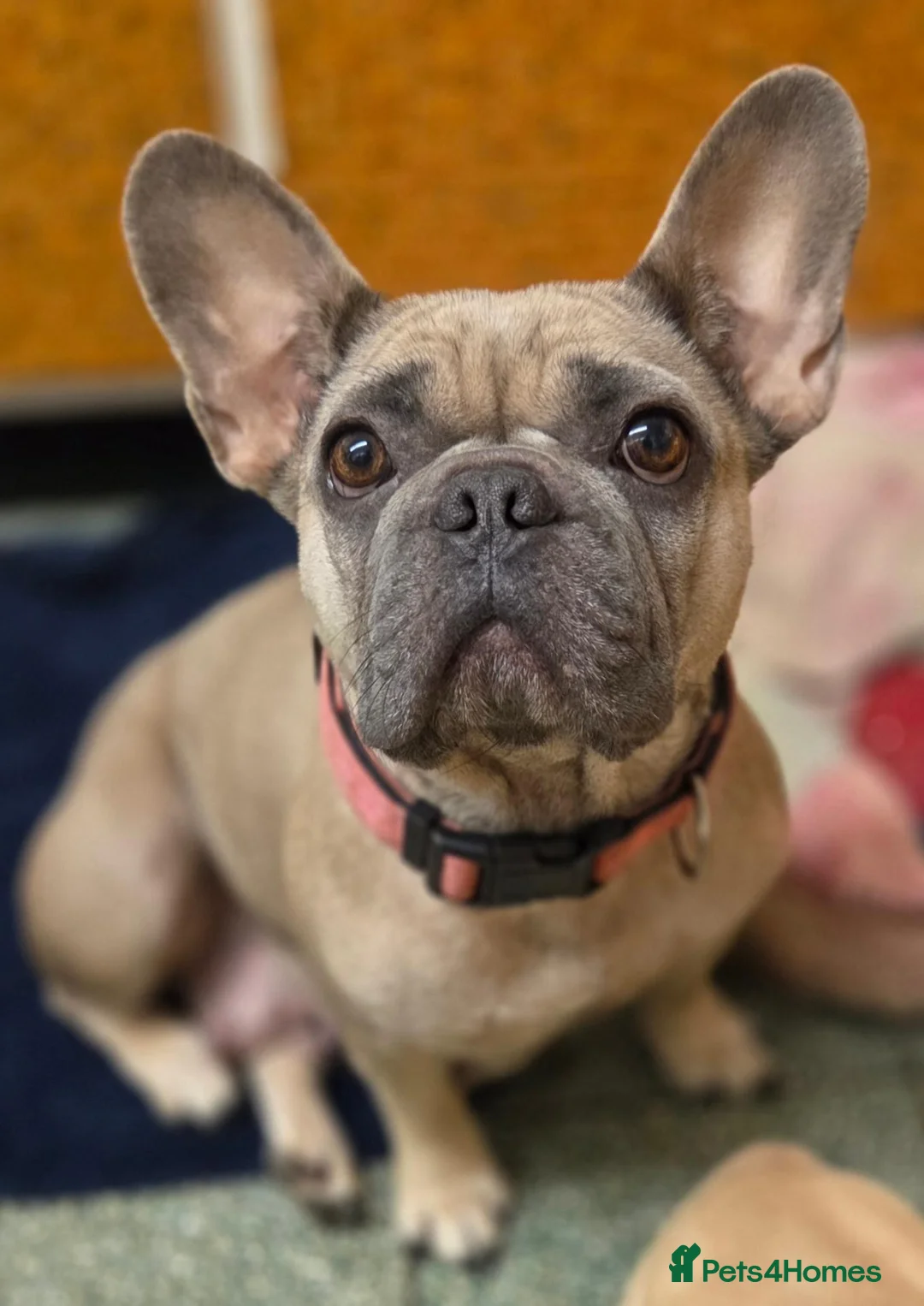 French Bulldog dogs for sale: Ready now French bull dog puppys male and female  - Advert 7