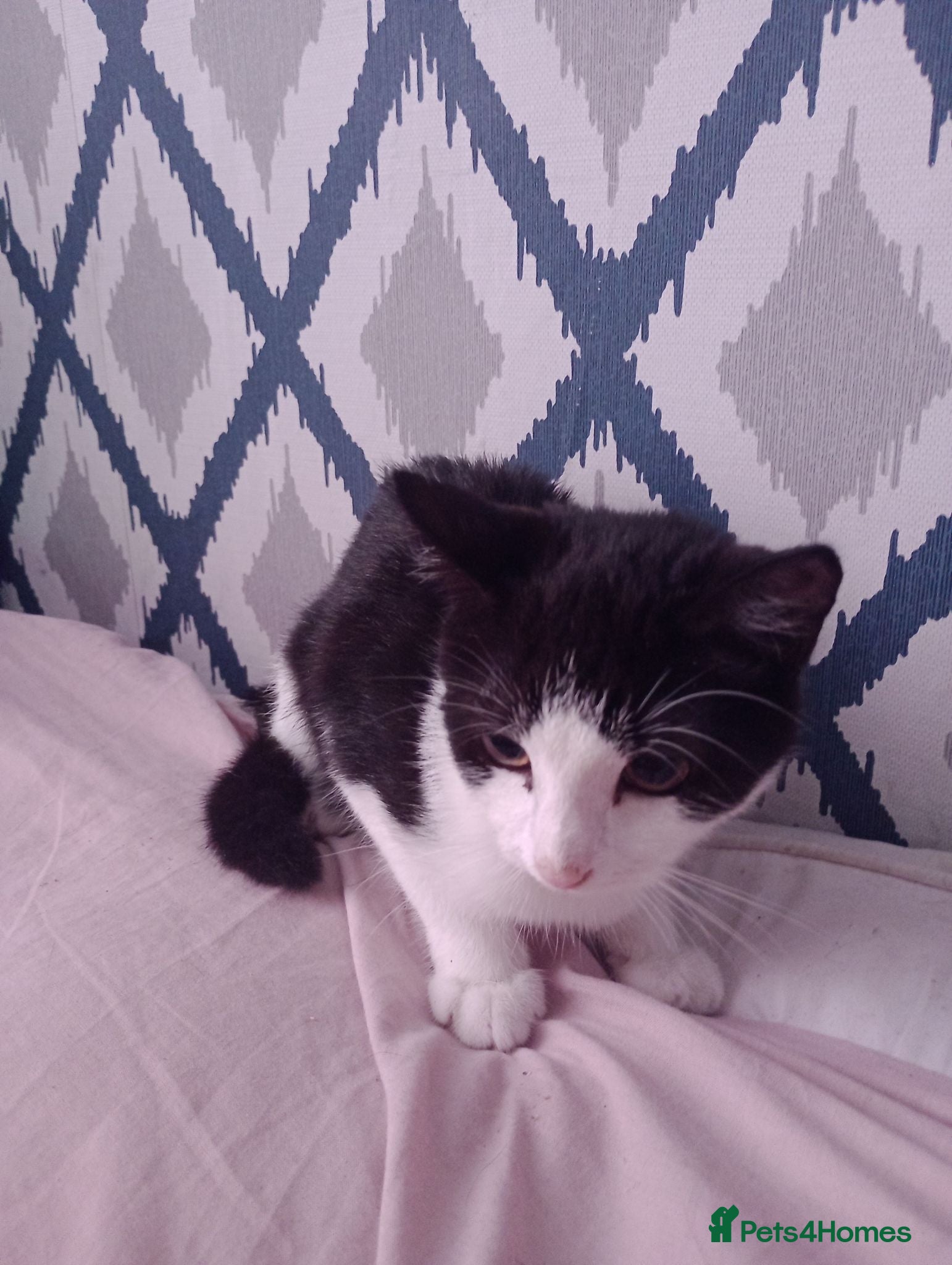 Mixed Breed cats 2 beautiful kittens avaialble - Advert 2