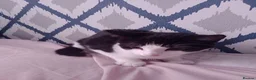 Mixed Breed cats for sale: 2 beautiful kittens avaialble - Advert 1