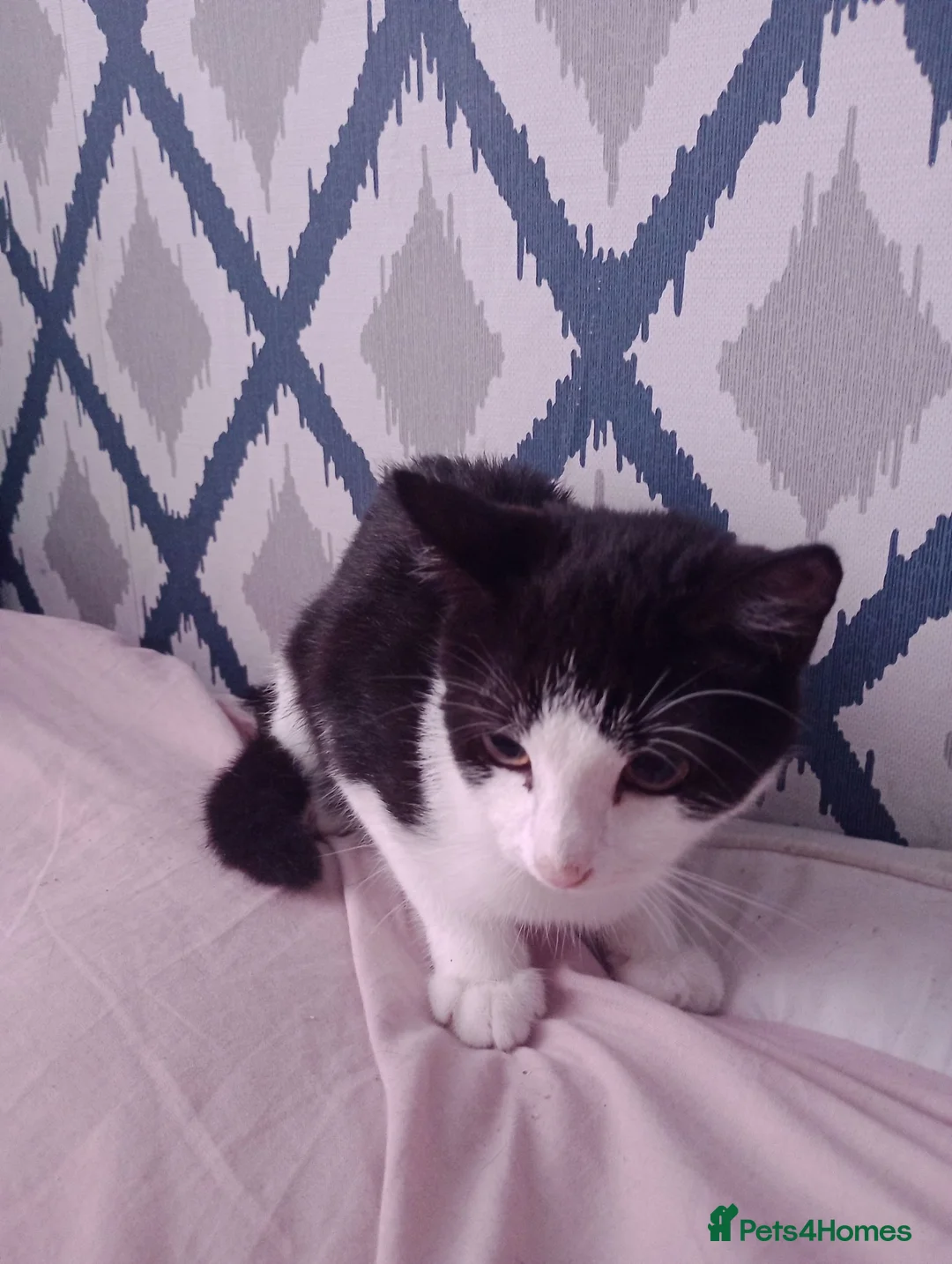 Mixed Breed cats for sale: 2 beautiful kittens avaialble - Advert 1