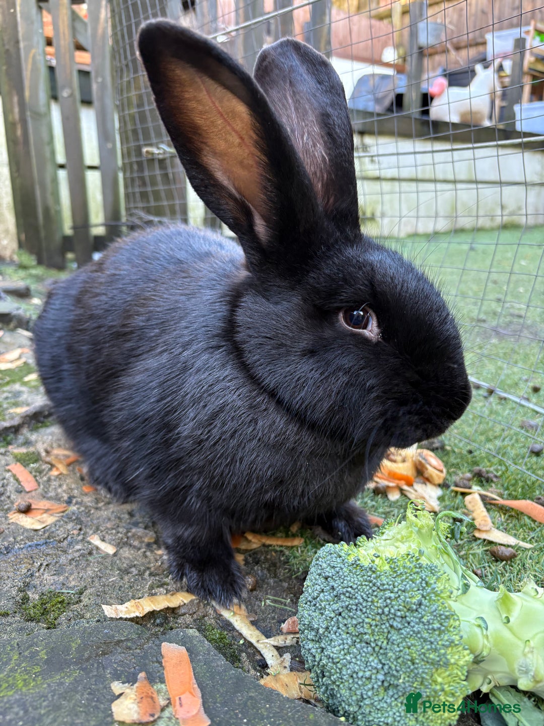 Mixed Breed rabbits for sale: Continental giant X  - Advert 6