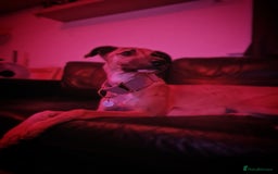Greyhound dogs for sale: Mako - 9 month old greyhound - sweetest little boy - Image 1