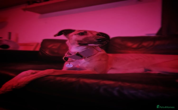 Greyhound dogs - Advert 1