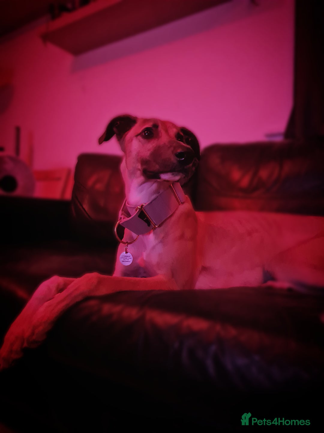Greyhound dogs for sale: Mako - 9 month old greyhound - sweetest little boy - Image 1