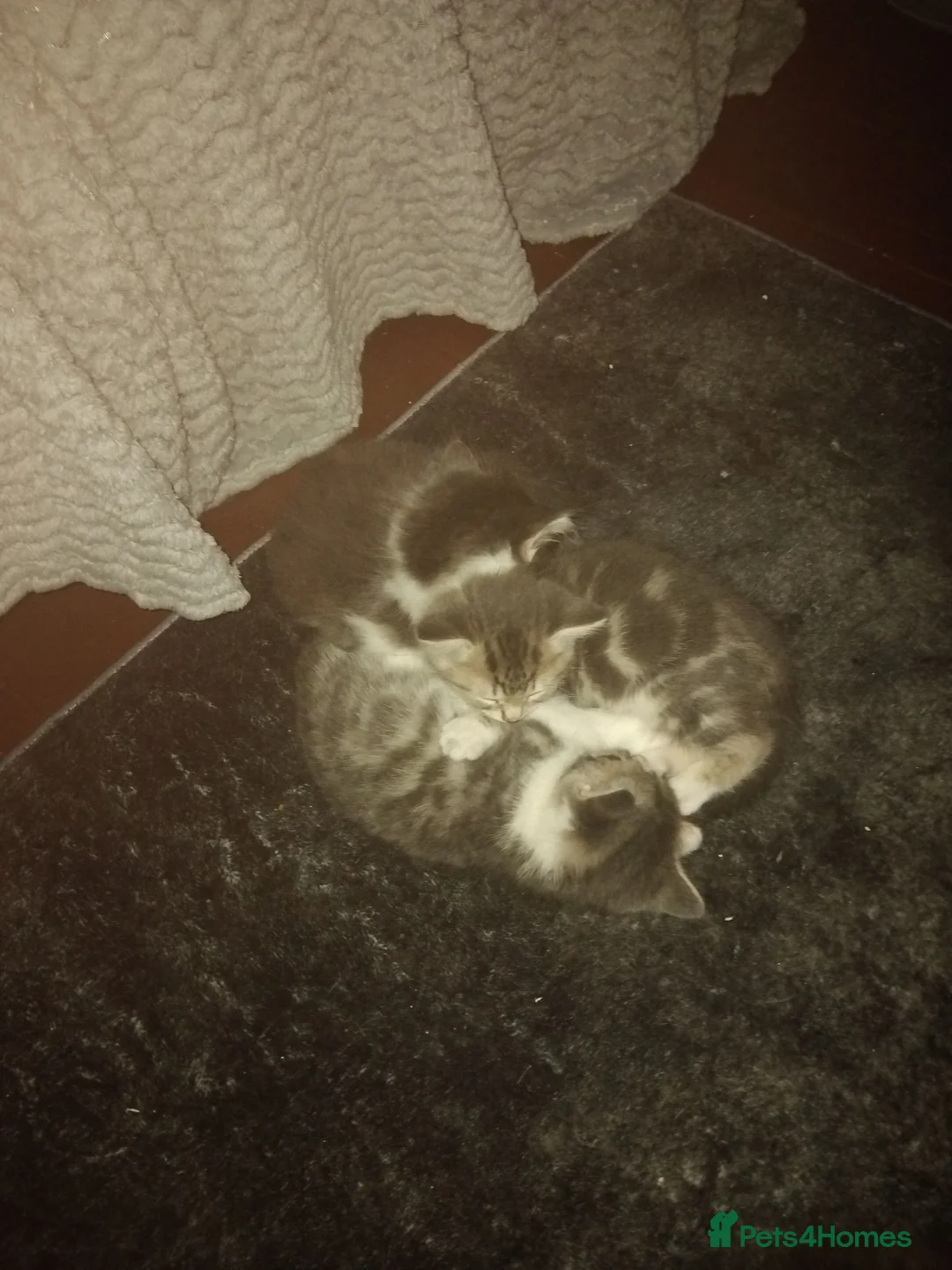 Mixed Breed cats for sale: Kittens for sale  - Advert 1