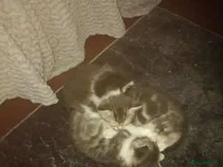 Mixed Breed cats Kittens for sale - Advert 3