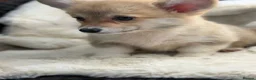Welsh Corgi Pembroke dogs for sale: Top quality corgis  - Advert 24