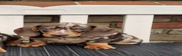 Miniature Dachshund dogs for sale: Miniature dachshunds - Advert 21