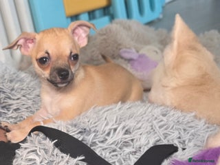 Chihuahua dogs Chihuahua Girl READY TO GO - Advert 2